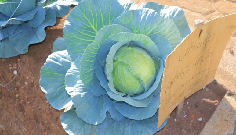 Cabbage