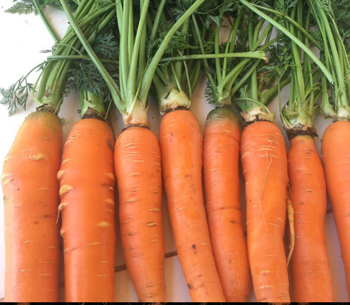 Carrot