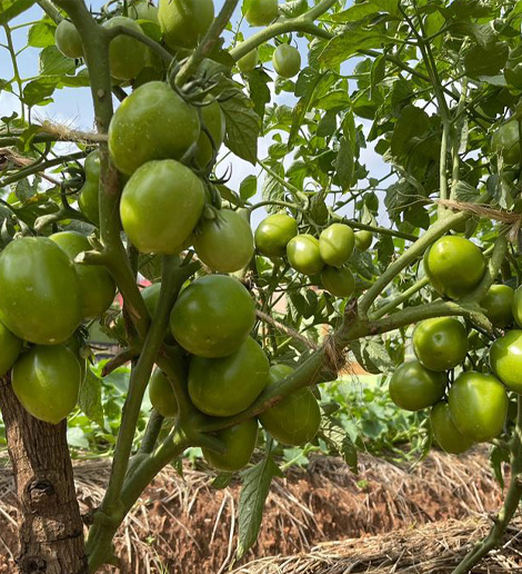 Agriseeds Group introduction